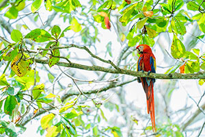 Guacamayo escarlata (Ara macao). Puerto Jiménez. Península de Osa