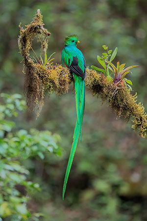 Quetzal resplandeciente o guatemalteco (Pharomachrus mocinno). P.N. Los Quetzales
