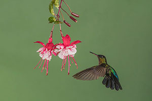 Colibrí insigne (Panterpe insignis). P.N. Los Quetzales