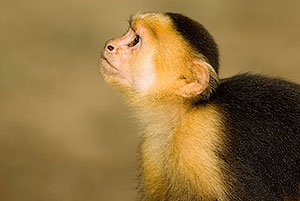 Mono carablanca (Cebus capucinus). P.N. Manuel Antonio