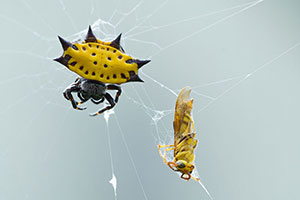 Araña panadera (Gasteracantha cancriformis). Sarapiquí
