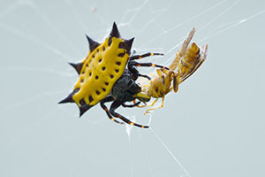 Araña panadera (Gasteracantha cancriformis). Sarapiquí