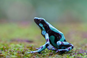 Rana flecha verde y negra (Dendrobates auratus). Sarapiquí
