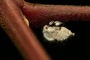 Membrácido (Membracis mexicana). Sarapiquí