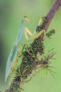 Mantis de escudo (Choeradodis sp). Boca Tapada