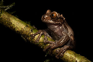 Rana de corona (Triprion spinosus). Guápiles