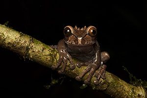 Rana de corona (Triprion spinosus). Guápiles