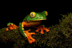Sylvia's tree frog (Cruziohyla sylviae). Sarapiquí