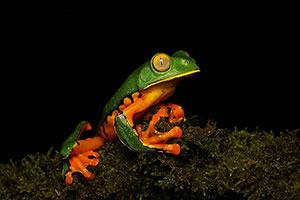 Sylvia's tree frog (Cruziohyla sylviae). Sarapiquí