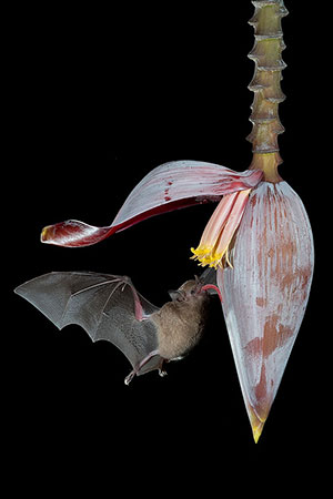 Murciélago siricotero de Pallas (Glossophaga soricina). Boca Tapada