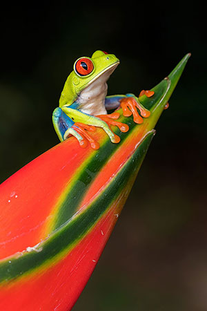 Rana verde de ojos rojos (Agalychnis callidryas). Boca Tapada