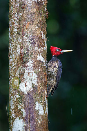 Carpintero pico plateado (Campephilus guatemalensis). Sarapiquí