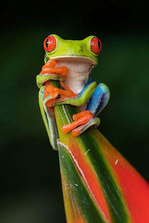 Rana verde de ojos rojos (Agalychnis callidryas). Boca Tapada