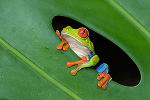 Rana verde de ojos rojos (Agalychnis callidryas). Boca Tapada
