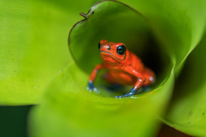 Rana flecha roja y azul (Oophaga pumilio). Boca Tapada
