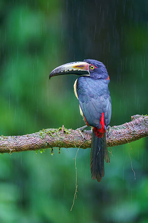 Tucancillo collarejo (Pteroglossus torquatus). Sarapiquí