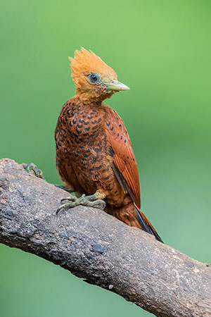 Carpintero castaño (Celeus castaneus). Boca Tapada