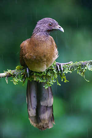 Guacharaca de cabeza gris (Ortalis cinereiceps). Sarapiquí