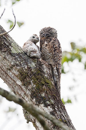 Nictibio urutaú (Nyctibius griseus). Alajuela