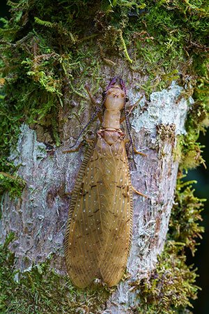 Dobsonfly. Estación Biológica La Selva