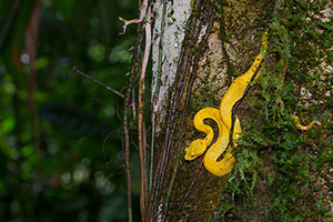 Bocaracá (Bothriechis schlegelii). Estación Biológica La Selva