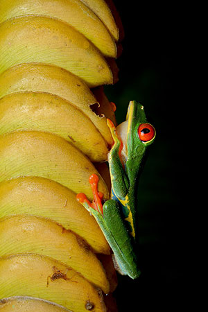 Rana verde de ojos rojos (Agalychnis callidryas). P.N. Volcán Arenal