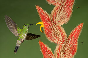 Colibrí nuquiblanco (Florisuga mellivora). Bajos del Toro