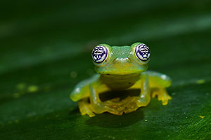 Limon giant glass frog (Sachatamia ilex). P.N. Volcán Arenal
