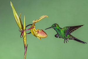 Esmeralda de Panamá (Chlorostilbon assimilis). Bajos del Toro