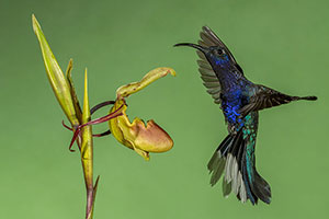Colibrí morado (Campylopterus hemileucurus). Bajos del Toro