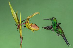 Esmeralda de Panamá (Chlorostilbon assimilis). Bajos del Toro