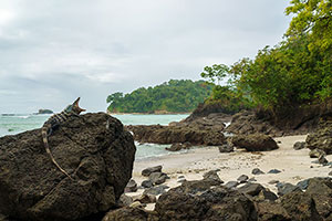 Garrobo negro (Ctenosaura similis). P.N. Manuel Antonio