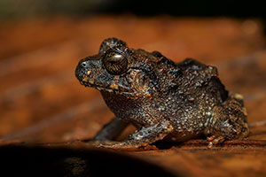 Sierpe. Península de Osa