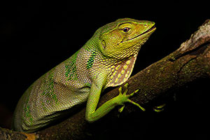 Sierpe. Península de Osa