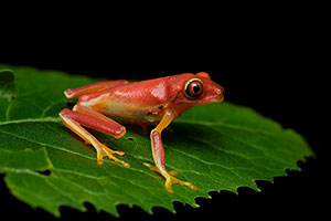 Sierpe. Península de Osa
