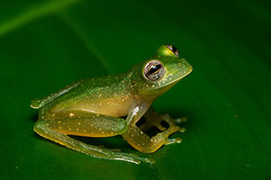 Rana de cristal. Sierpe. Península de Osa
