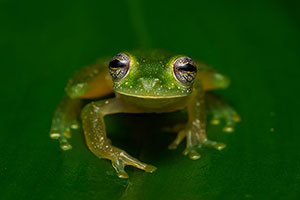Rana de cristal. Sierpe. Península de Osa