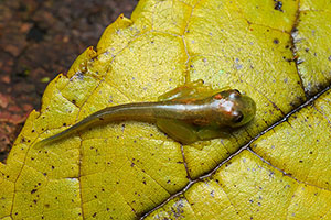 Sierpe. Península de Osa