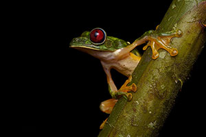 Rana deslizadora (Agalychnis spurrelli). Sierpe. Península de Osa