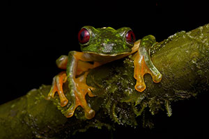 Rana deslizadora (Agalychnis spurrelli). Sierpe. Península de Osa