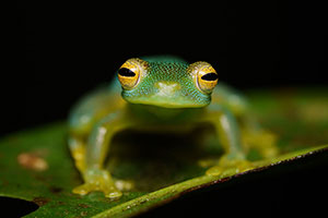 Rana de cristal. Guápiles