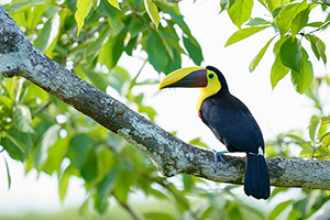 Tucán de pecho amarillo (Ramphastos ambiguus). Boca Tapada