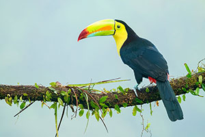 Tucán piquiverde o pico iris (Ramphastos sulfuratus). Boca Tapada