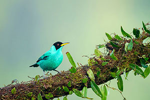 Mielero verde (Chlorophanes spiza). Boca Tapada