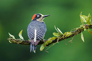 Carpintero centroamericano (Melanerpes pucherani). Boca Tapada