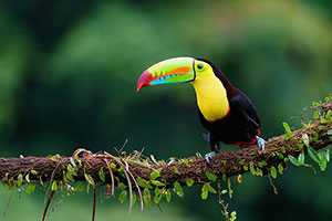 Tucán piquiverde o pico iris (Ramphastos sulfuratus). Boca Tapada