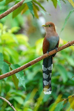 Cuco ardilla común (Piaya cayana). Boca Tapada