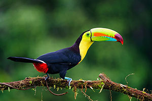 Tucán piquiverde o pico iris (Ramphastos sulfuratus). Boca Tapada