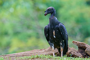 Cóndor de la selva (Sarcoramphus papa). Boca Tapada