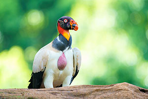 Cóndor de la selva (Sarcoramphus papa). Boca Tapada